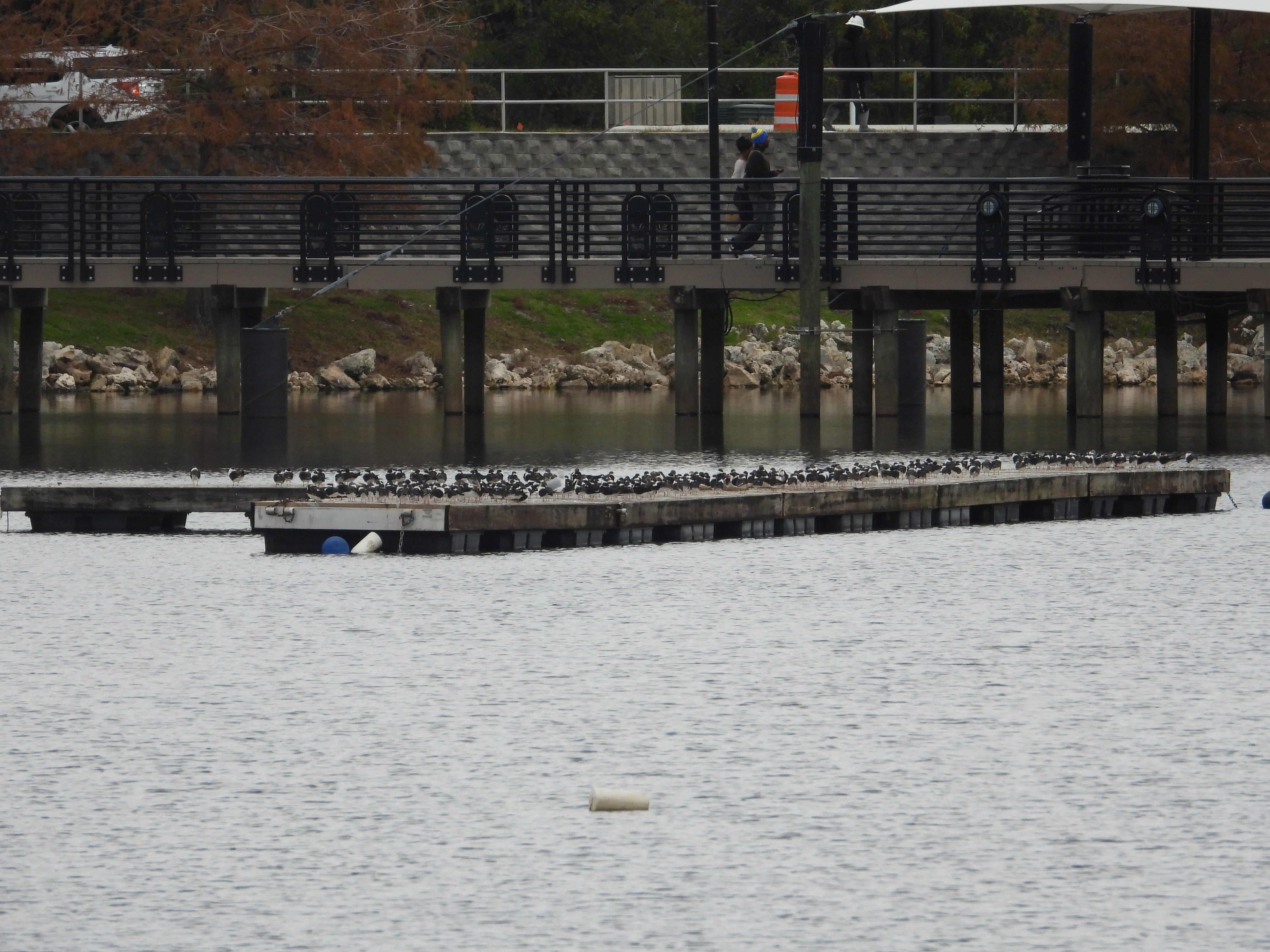 A dock with birds on it in a lake with people on a walkway behind